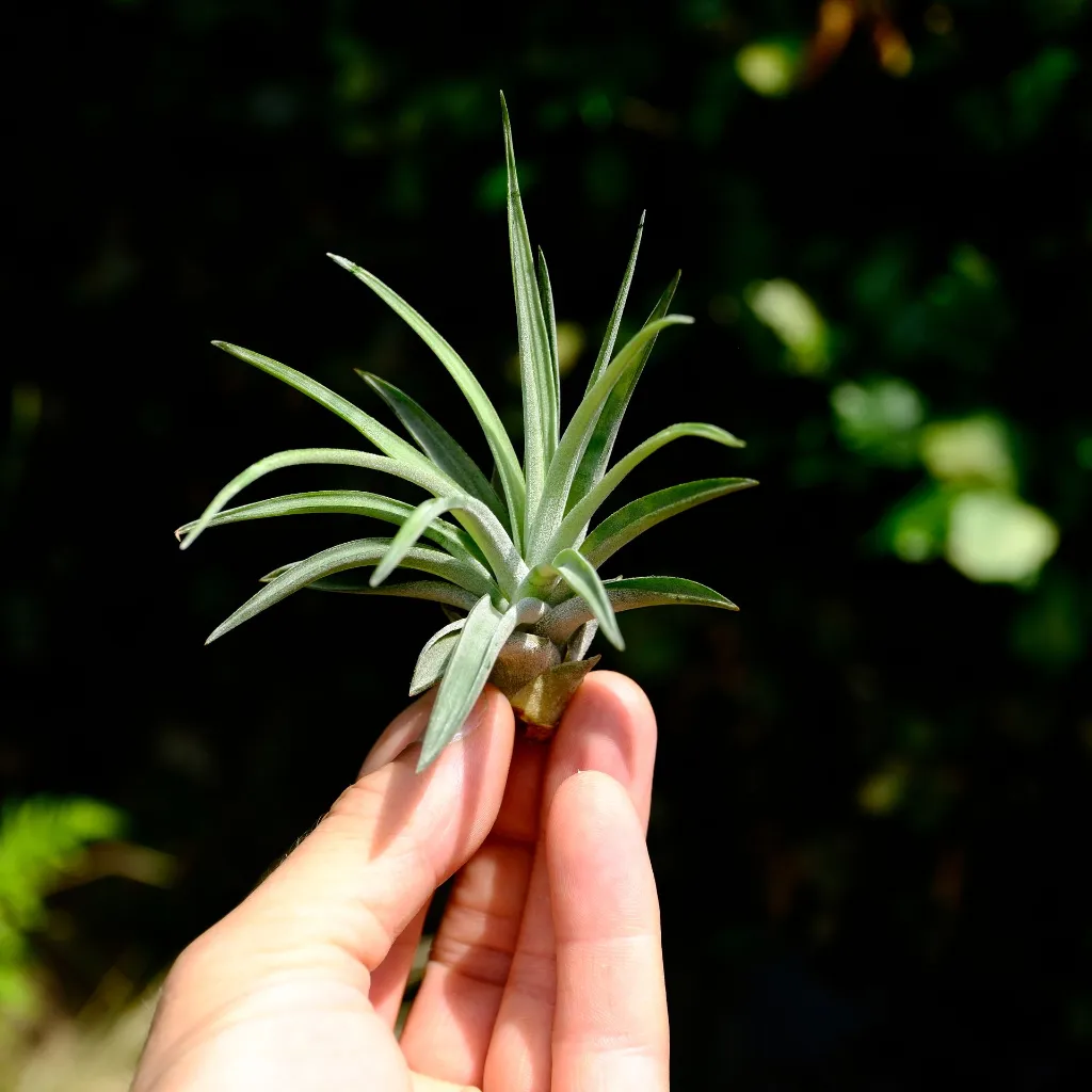 DSCF8907.webp