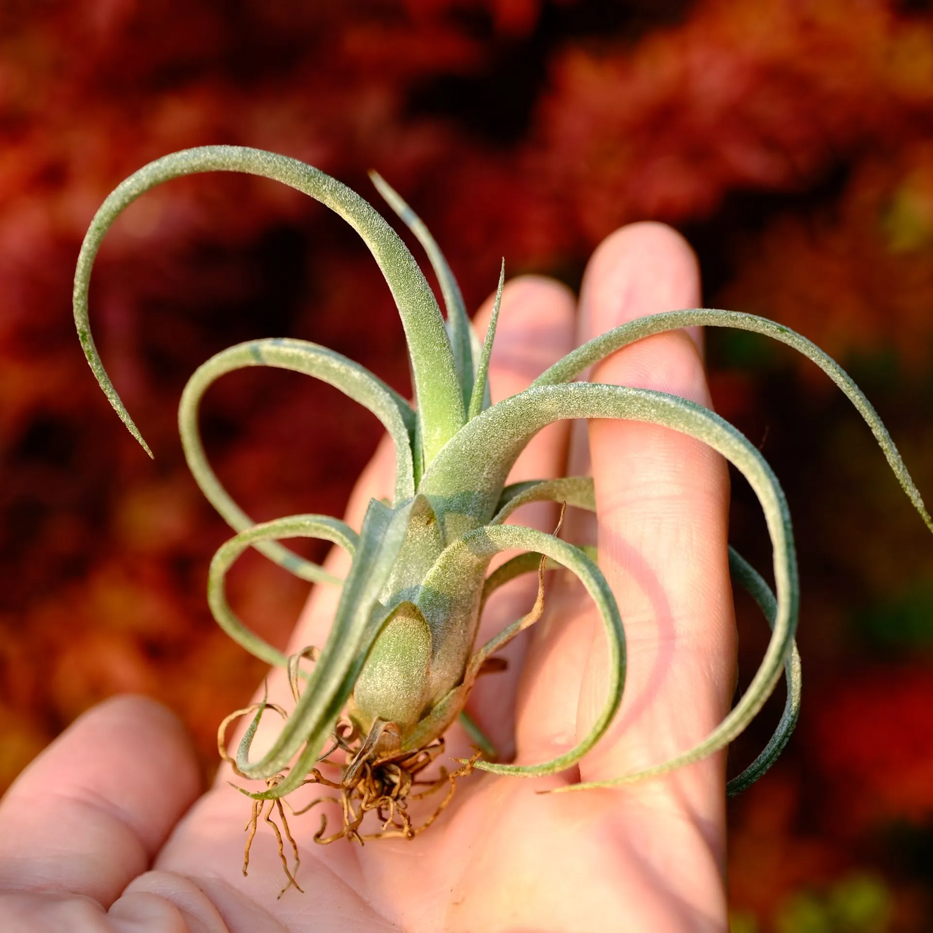 DSCF8701.webp