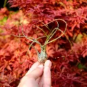 DSCF8716.webp