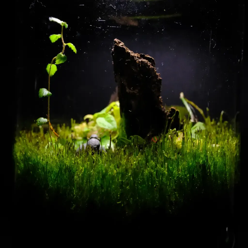 Kokedarium® #16.webp