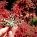 DSCF8777.webp