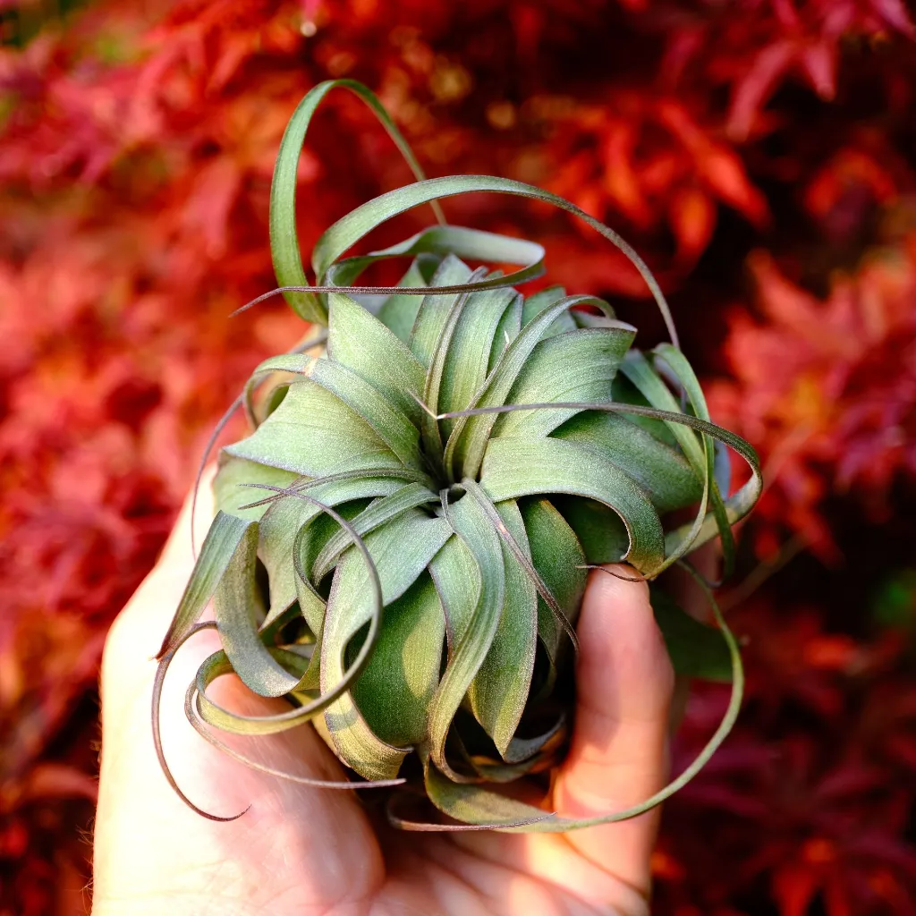 DSCF8689.webp