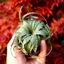DSCF8689.webp