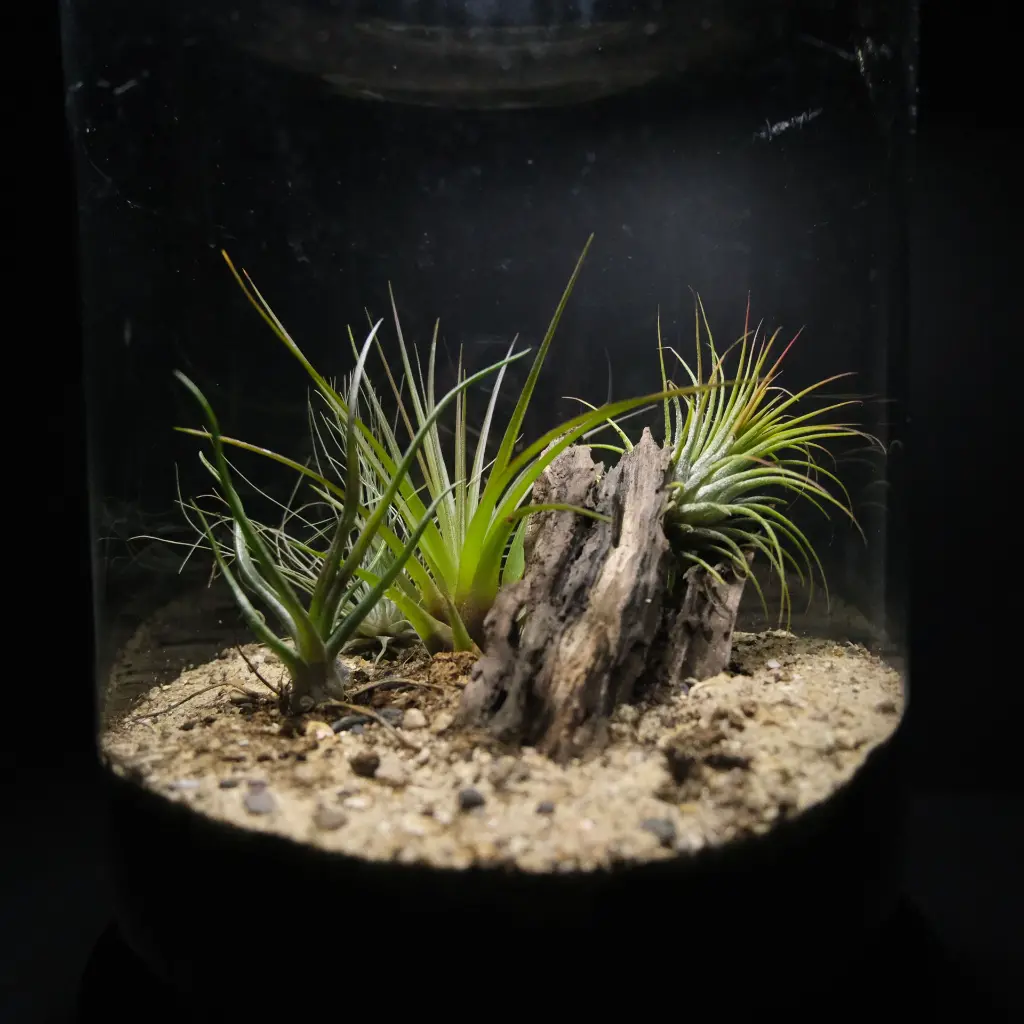 DSCF1107.webp