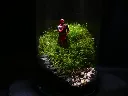 Kokedarium® #43.webp