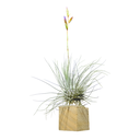 DSCF2044-Photoroom.png