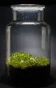 Kokedarium® #45.webp
