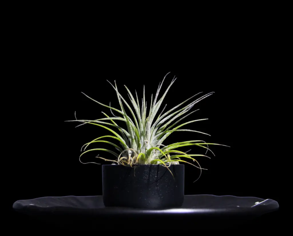 T. Ionantha Green-min-Photoroom.webp