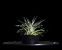 T. Ionantha Green-min-Photoroom.webp