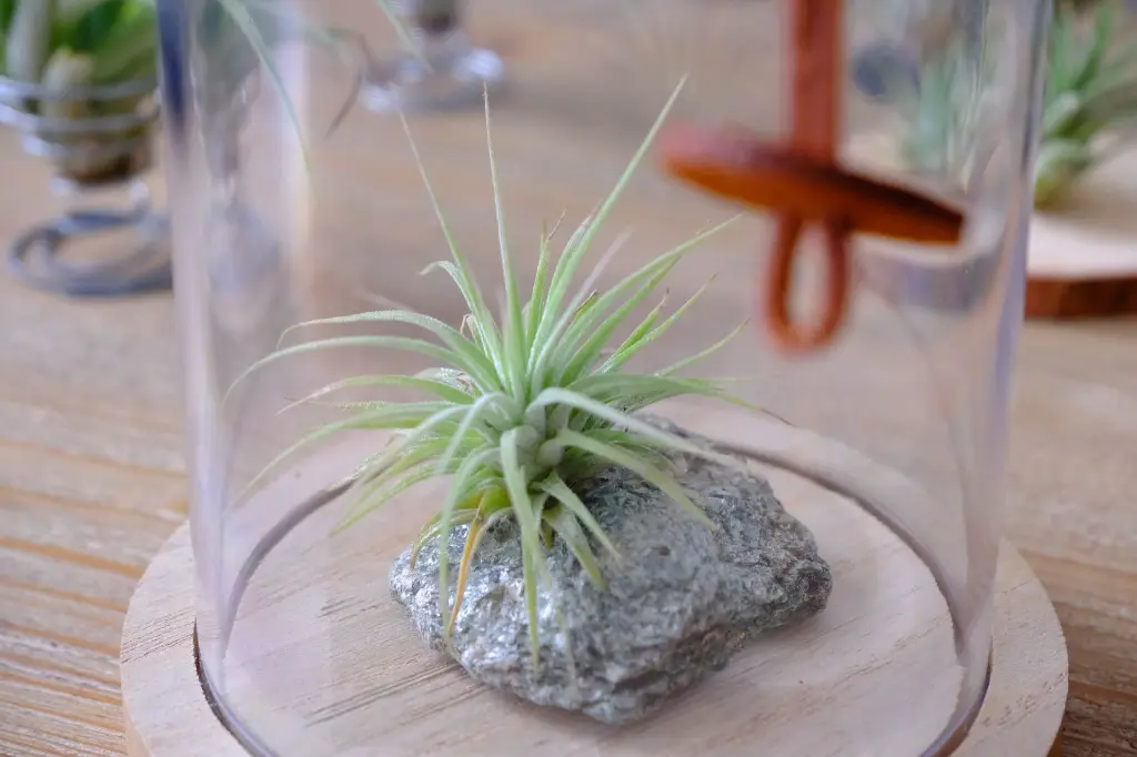 DSCF4236.webp