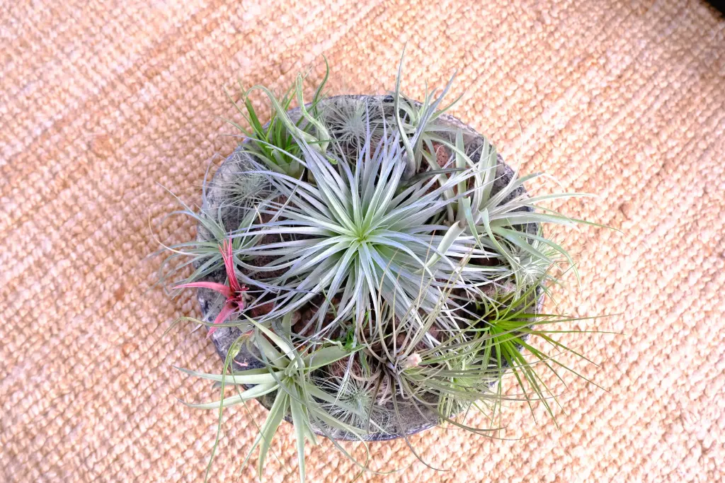 DSCF4375.webp