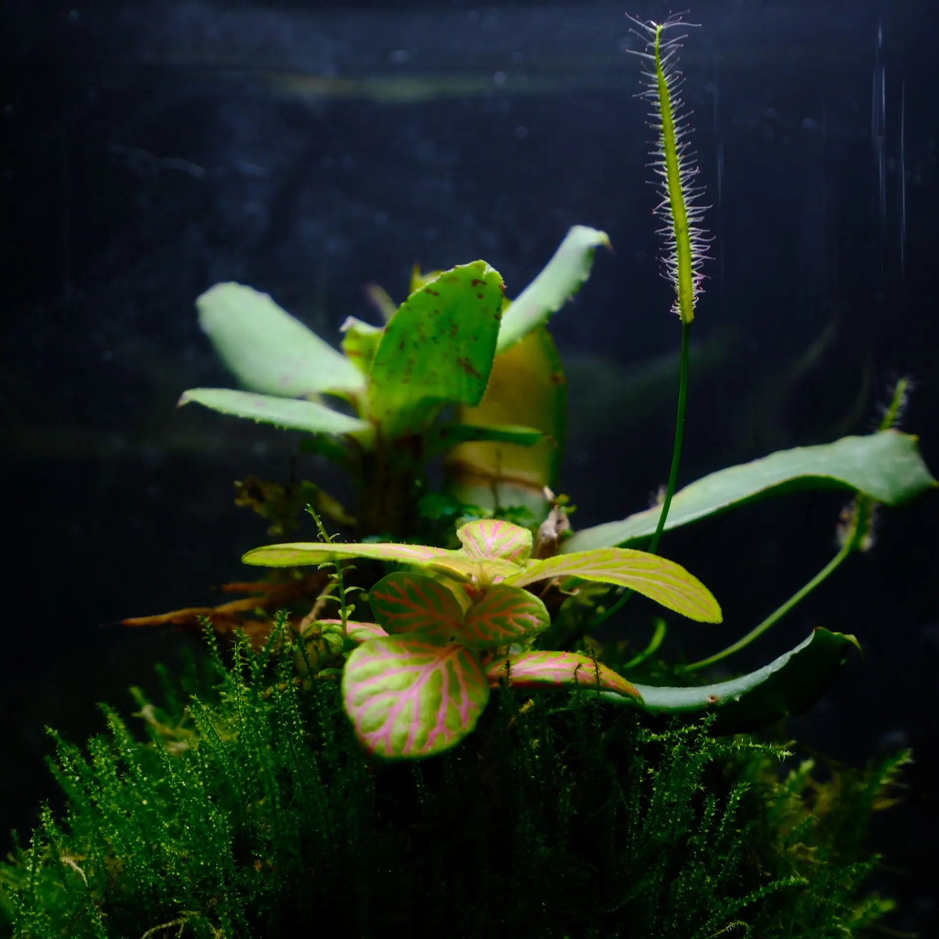 DSCF3982.webp