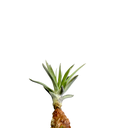 DSCF1340-Photoroom.png