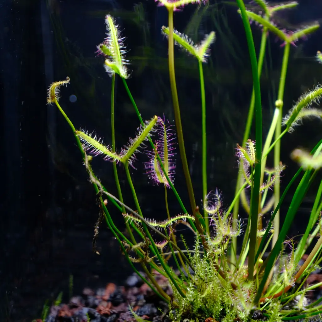 DSCF3896.webp