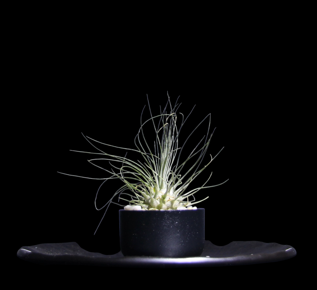 T. Argentea-min-Photoroom.png