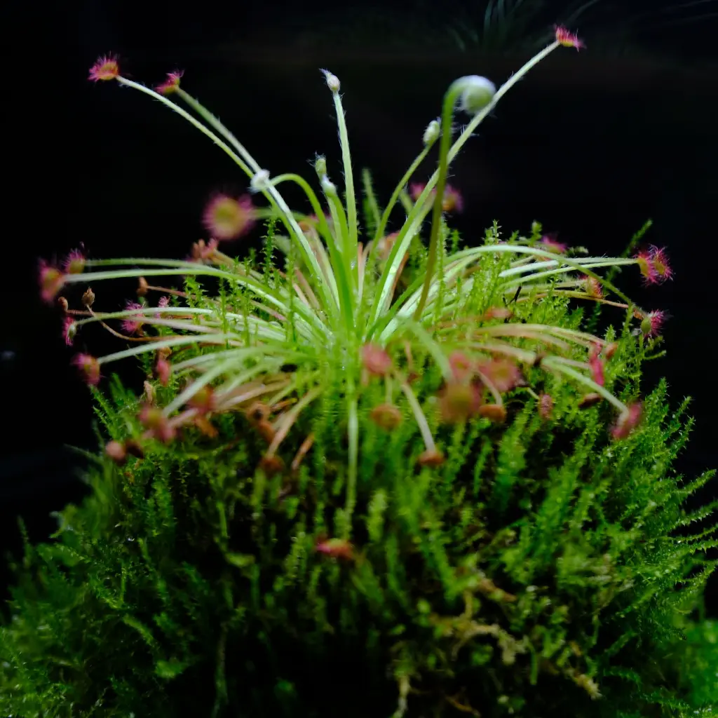 DSCF3952.webp