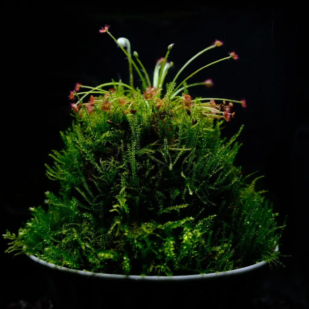 DSCF3932.webp
