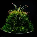 DSCF3932.webp