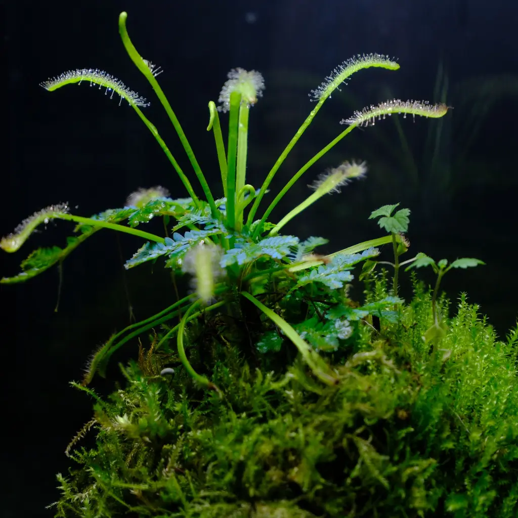 DSCF3887.webp