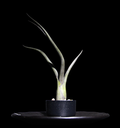 T. Baileyi-min-Photoroom.png
