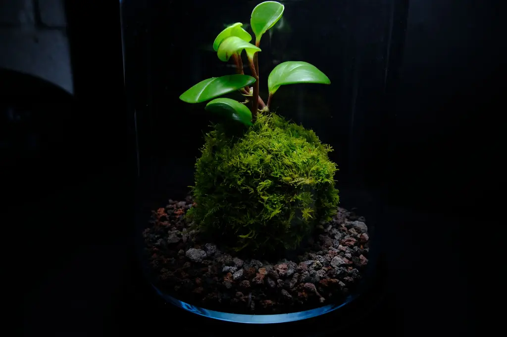DSCF4576.webp