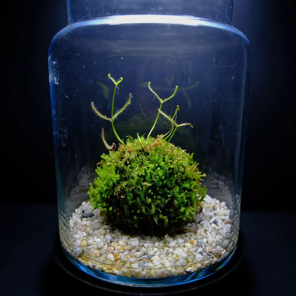 DSCF7611.webp