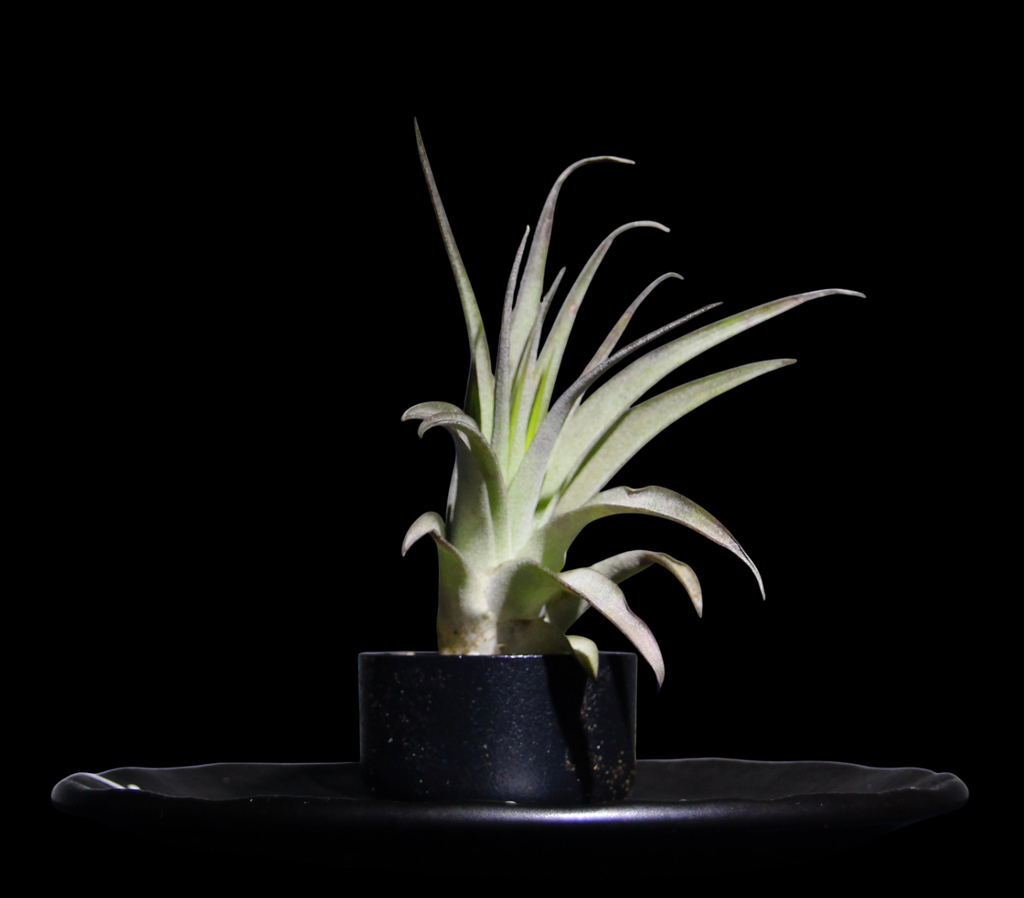 T. Capitata Green-min-Photoroom.png