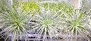 silver.webp
