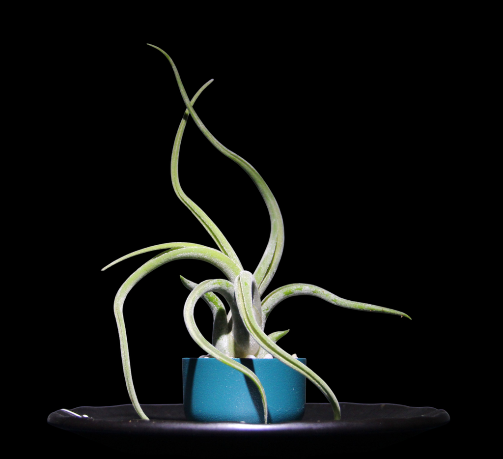 T. Caput Medusae-min-Photoroom.png