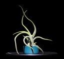 T. Caput Medusae-min-Photoroom.png