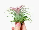 Untitled.webp