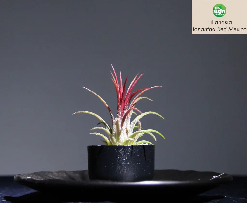 T. Ionantha Red Mexico Small-min.webp