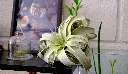 8.webp