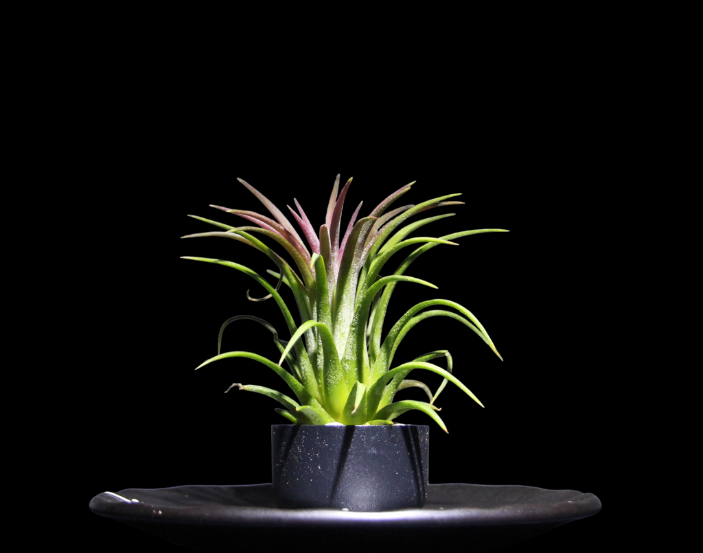 T. Ionantha Red Large-min-Photoroom.png