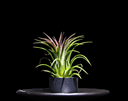 T. Ionantha Red Large-min-Photoroom.png