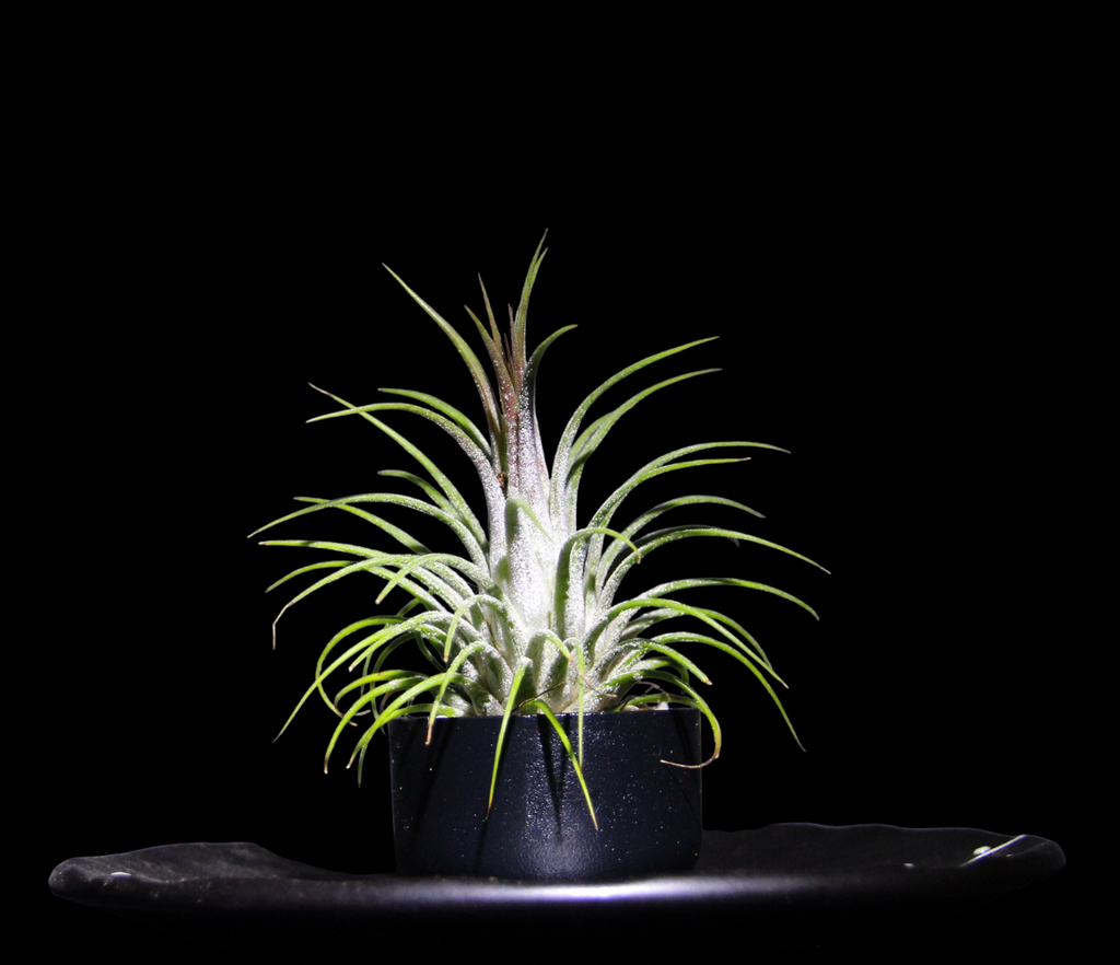 T. ionantha Rubra-min-Photoroom.png