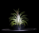 T. ionantha Rubra-min-Photoroom.png