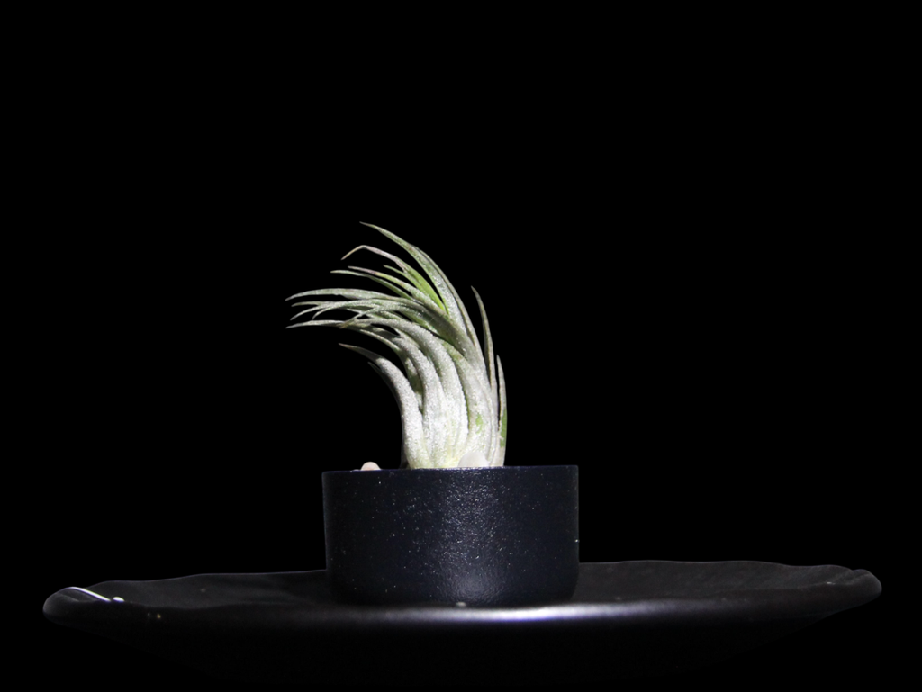 T. Ionantha Scaposa-min-Photoroom.png