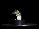 T. Ionantha Scaposa-min-Photoroom.png