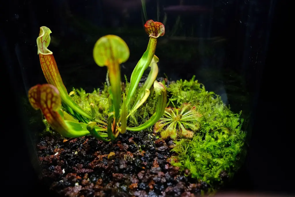 DSCF4544.webp