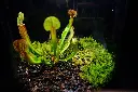 DSCF4544.webp