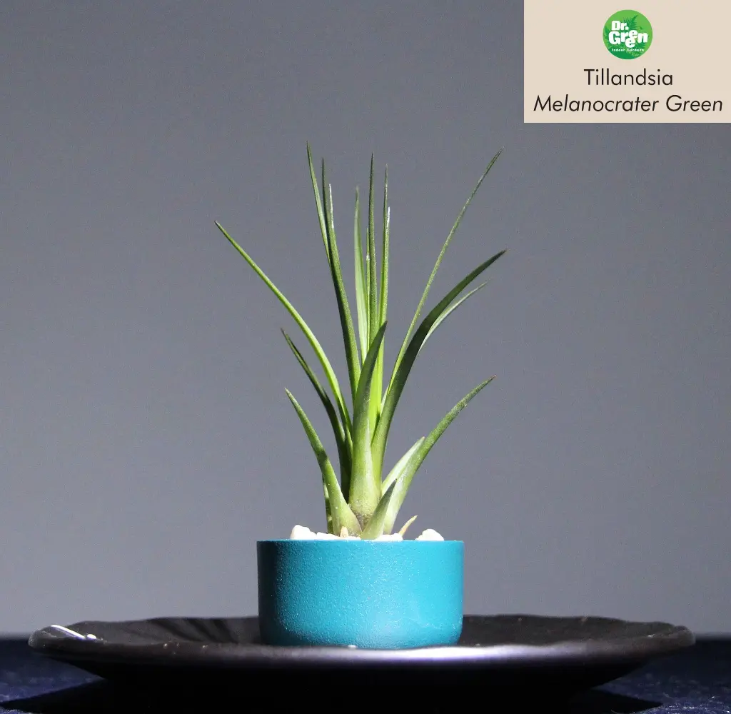 T. Melanocrater Green-min.webp