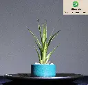 T. Melanocrater Green-min.webp