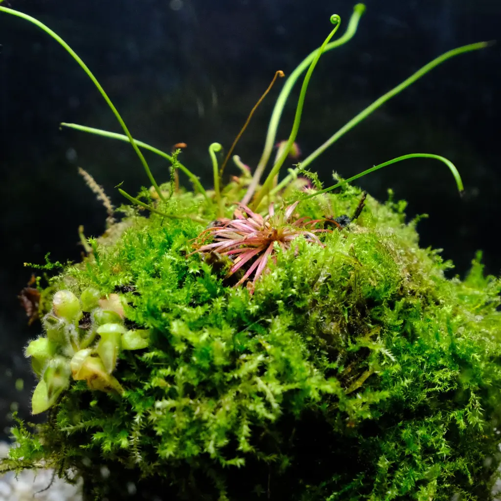 DSCF7636.webp