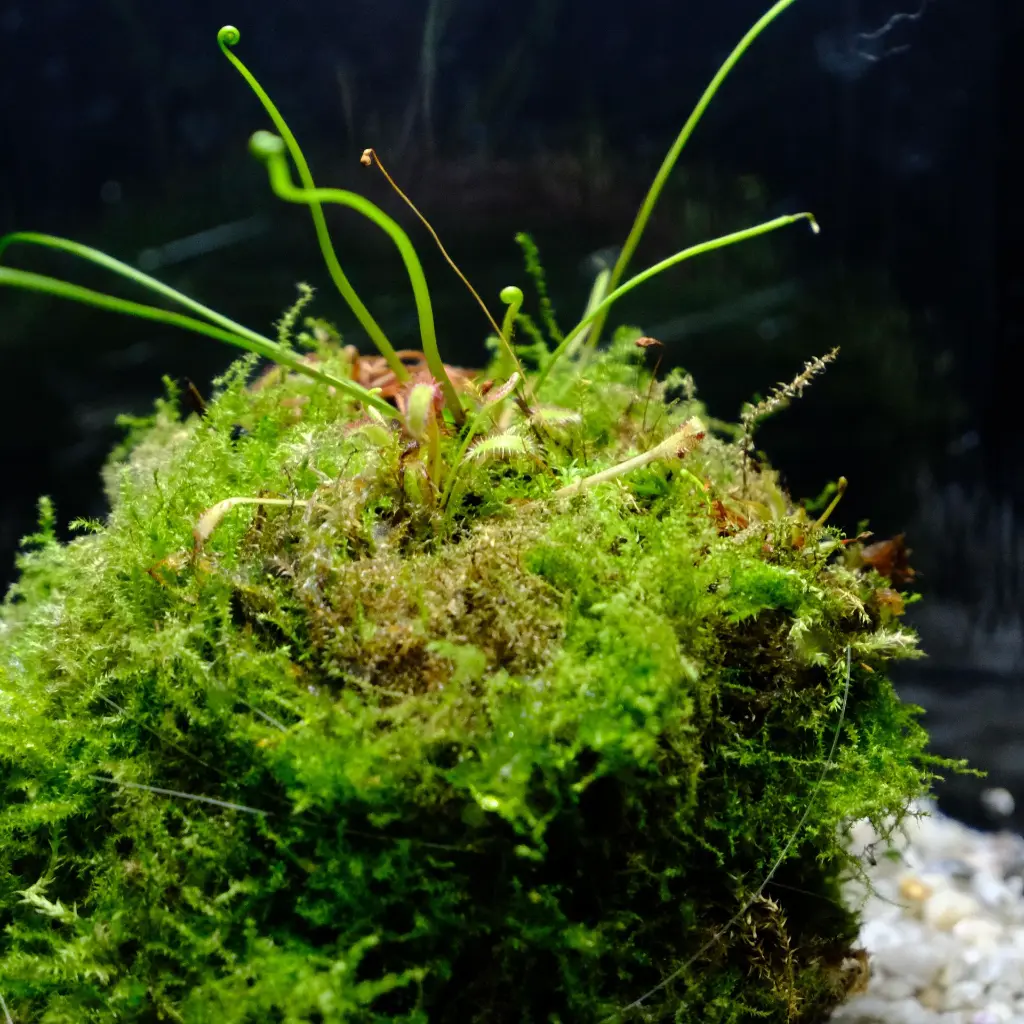 DSCF7646.webp
