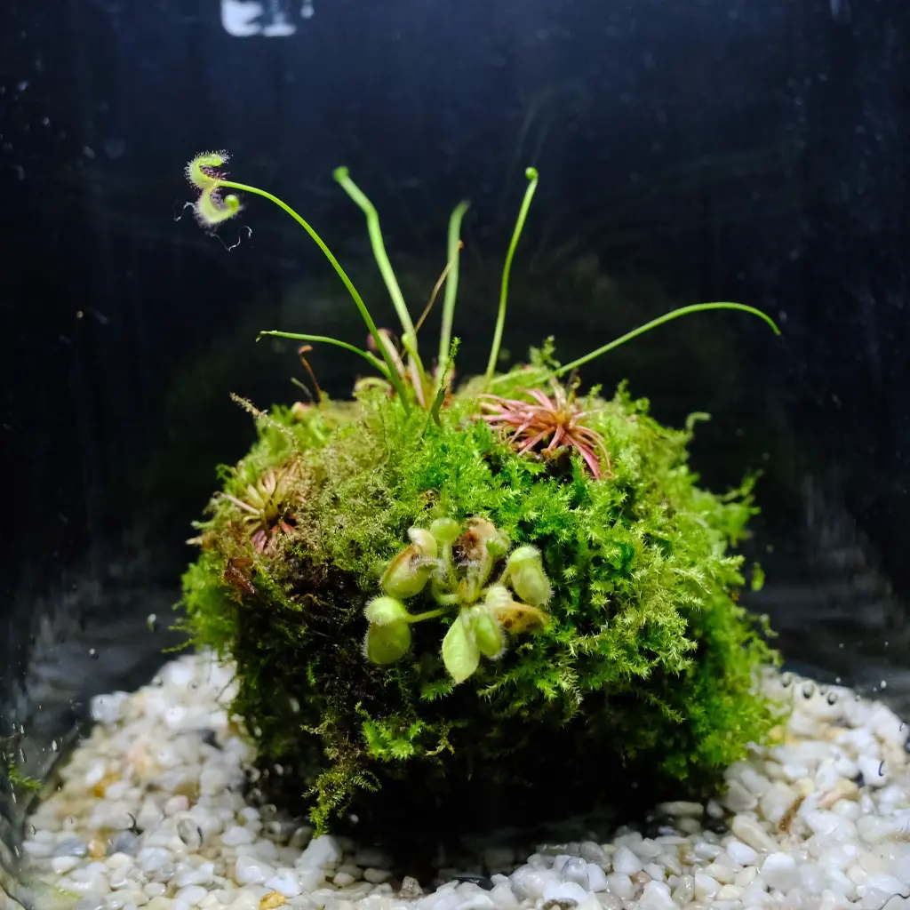 DSCF7626.webp