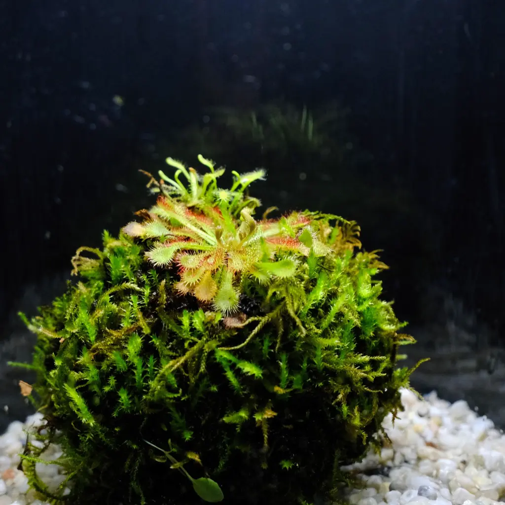 DSCF7665.webp