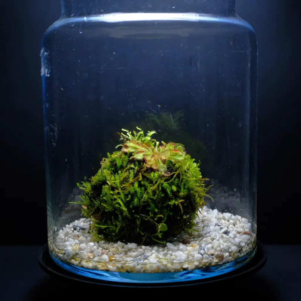 DSCF7675.webp