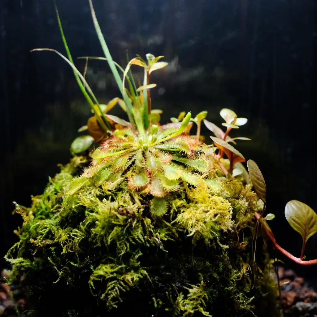 DSCF7817.webp