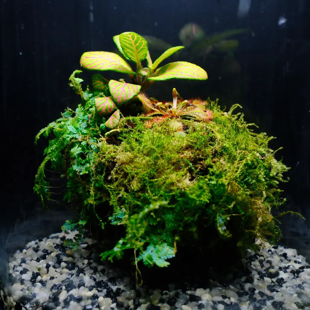 DSCF7699.webp